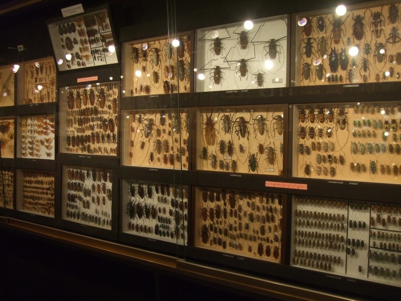 Mauritius 2010 - 0337 